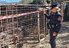 contrasto-al-fenomeno-diffuso-del-combattimento-tra-animali