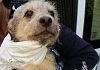 spese-veterinarie-in-toscana-verso-una-nuova-legge-regionale
