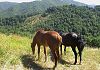 nati-due-puledri-gemelli-festa-a-castiglion-fiorentino
