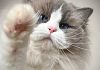 a-prato-torna-lesposizione-internazionale-felina