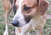 vivo-in-affitto-e-vorrei-prendere-un-cane