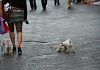 porti-a-passeggio-il-cane-se-fa-pipi-la-devi-pulire