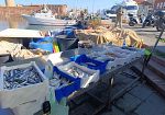 livorno-vendita-abusiva-di-pesce-ai-quattro-mori