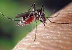 caso-di-dengue-disinfestazione-straordinaria-in-alcune-vie-di-vaiano