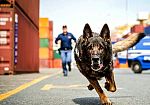 amper-il-volo-in-cielo-del-cane-antidroga-della-polizia