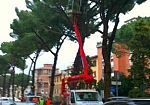 tramvia-il-debito-di-855922-alberi