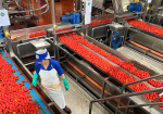 lavoro-pomodoro-conserve-italia-assume-200-lavoratori-stagionali