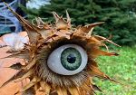 guida-ad-halloween-festival-zucche-ed-eventi-misteriosi