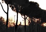 cocciniglia-del-pino-allarme-a-firenze
