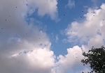 caccia-vittoria-inattesa-degli-ecologisti