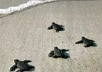 tartarughe-nido-di-caretta-caretta-a-san-rossore