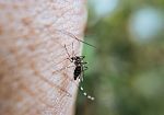dengue-febbre-esotica-si-aggira-in-toscana