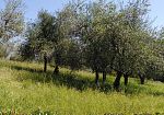 presto-a-firenze-784-alberi-pistoiesi
