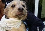spese-veterinarie-in-toscana-verso-una-nuova-legge-regionale