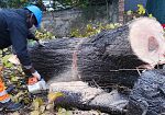 raccolta-firme-contro-il-taglio-degli-alberi-nel-q2-appoggio-spc