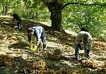 castagno-dalla-gestione-del-bosco-ai-servizi-ecosistemici