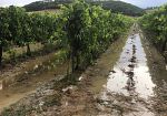 maltempo-allerta-nelle-campagne-toscane