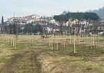 plures-alia-pianta-61-alberi-nel-parco-di-baccaiano