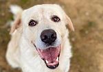 giornata-mondiale-del-cane-mercoledi-26-agosto