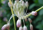 biodiversita-botanica-piu-di-450-nuove-piante-scoperte-in-italia