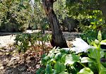piano-di-forestazione-urbana-a-firenze-per-una-citta-sempre-piu-verde