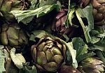 carciofo-empolese-interesse-da-rinnovare