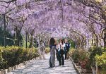 glicine-di-giardino-bardini-il-tunnel-incantato-di-firenze