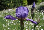 rarita-allorto-botanico-di-firenze