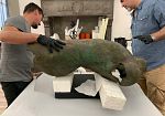 grandi-bronzi-torna-visibile-il-torso-di-livorno