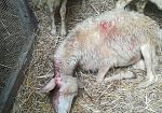 toscana-pecore-sotto-gli-attacchi-del-lupo