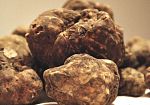 festa-del-tartufo-a-montaione-il-24-e-25-ottobre