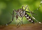 caso-di-infezione-da-west-nile-virus-in-toscana