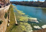 le-lenticchie-dacqua-colorano-larno-di-verde