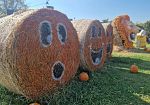 lo-zuccaturismo-e-il-fascino-terrificante-di-halloween