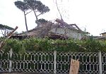ho-un-albero-a-pochi-centimetri-da-casa