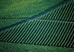 agricoltura-nel-2025-unannata-di-prezzi-in-salita-e-volumi-in-calo