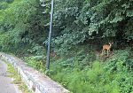 peste-suina-africana-in-toscana
