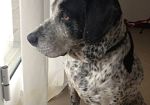 cane-morto-dopo-sofferenza-evitabile-veterinario-condannato
