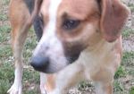 vivo-in-affitto-e-vorrei-prendere-un-cane