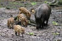 Cinghiale incontri porcellini