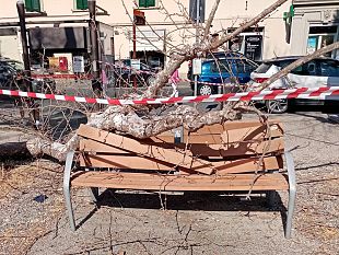 galluzzo-cade-ramo-in-piazza-acciaioli-panchina-spaccata
