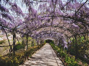 la-fioritura-del-glicine-a-villa-bardini-in-diretta-webcam