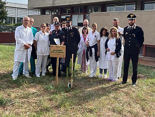 un-pino-daleppo-come-setinella-della-salute