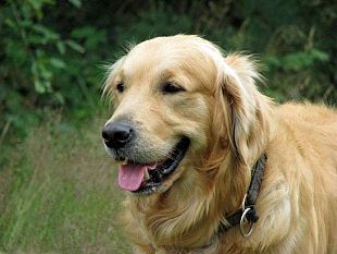 alcune-dritte-a-chi-viaggia-in-europa-con-il-proprio-cane-o-gatto