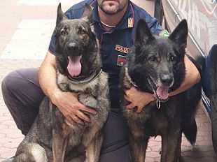 amper-cane-poliziotto-antidroga-va-in-pensione-e-trova-subito-casa