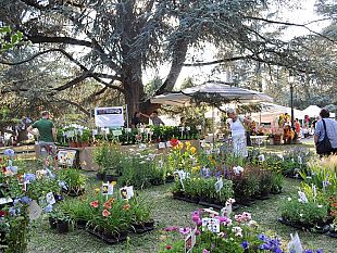 domenica-a-firenze