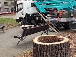 alberi-a-firenze-il-pericolo-oltre-le-apparenze