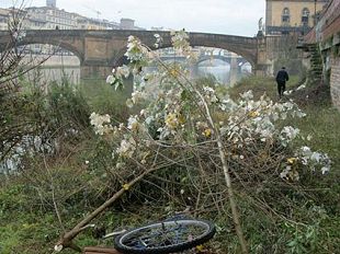 una-discarica-tra-la-vegetazione-del-lungarno-guicciardini