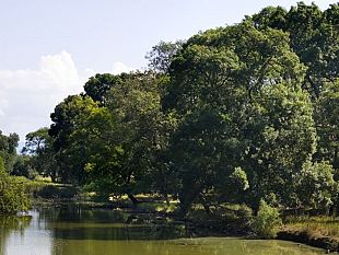 san-rossore-alberi-al-posto-dei-rifiuti