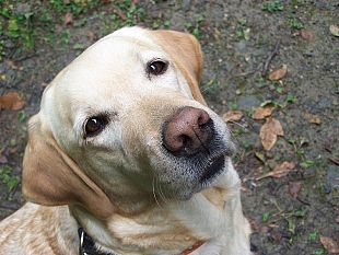 b210032000-primo-convegno-italiano-sulla-pet-therapy-all-aou-meyer